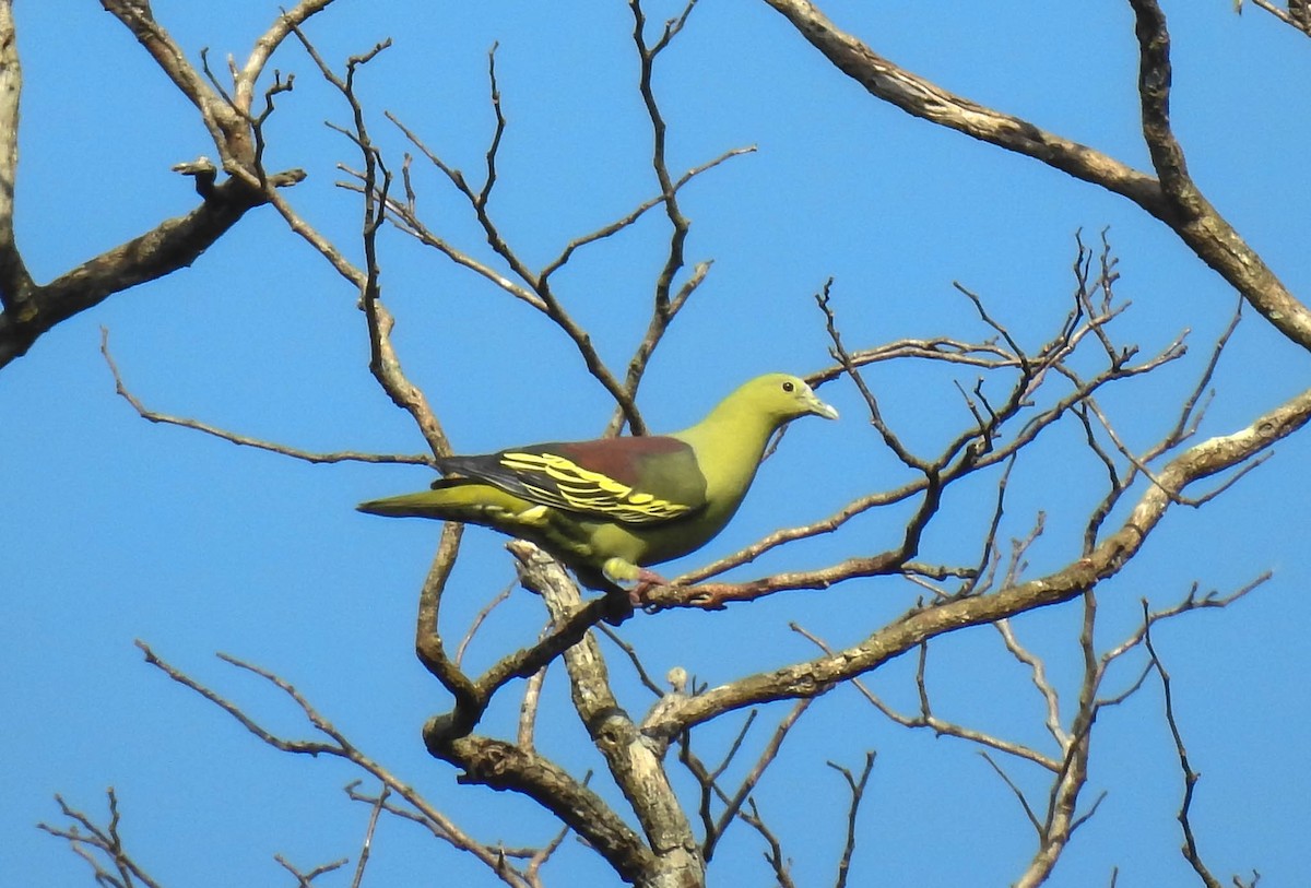 Andaman Green-Pigeon - ML179296571