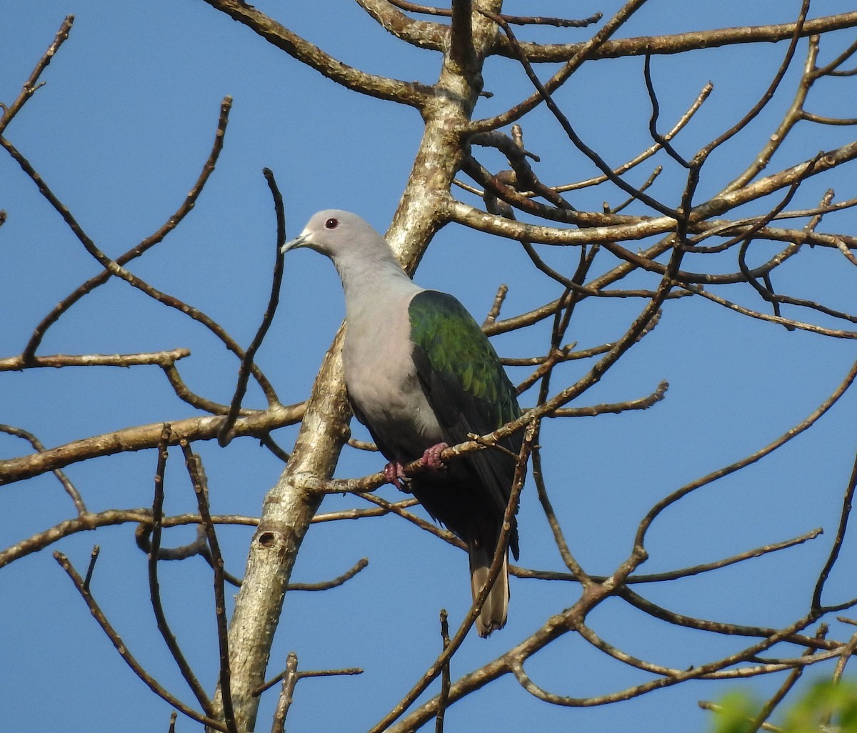 Green Imperial-Pigeon - Sahana M