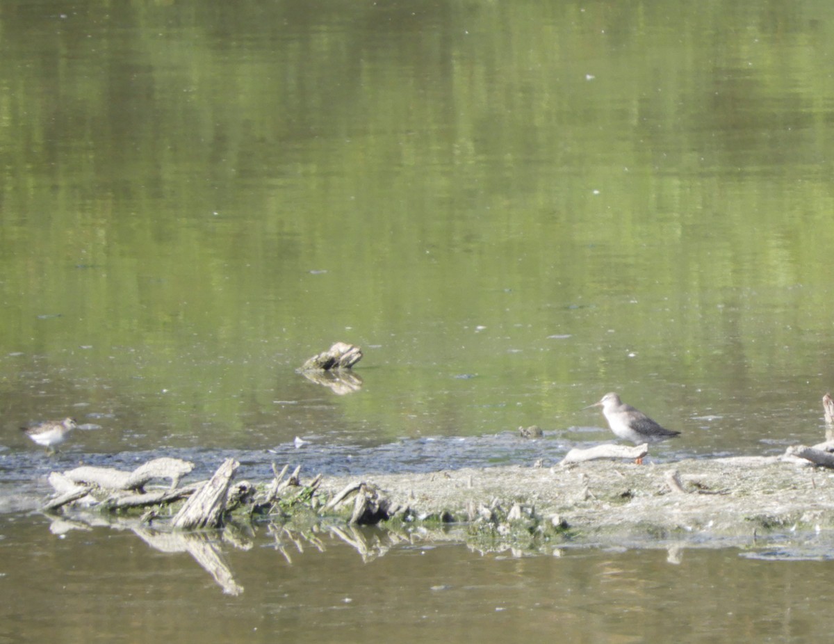 Spotted Redshank - ML179297721