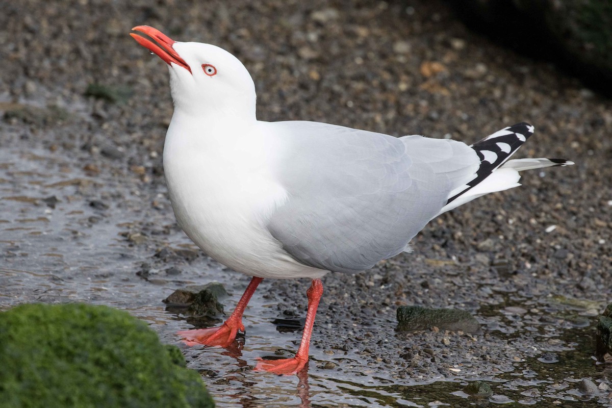 Silver Gull (Red-billed) - ML179297821