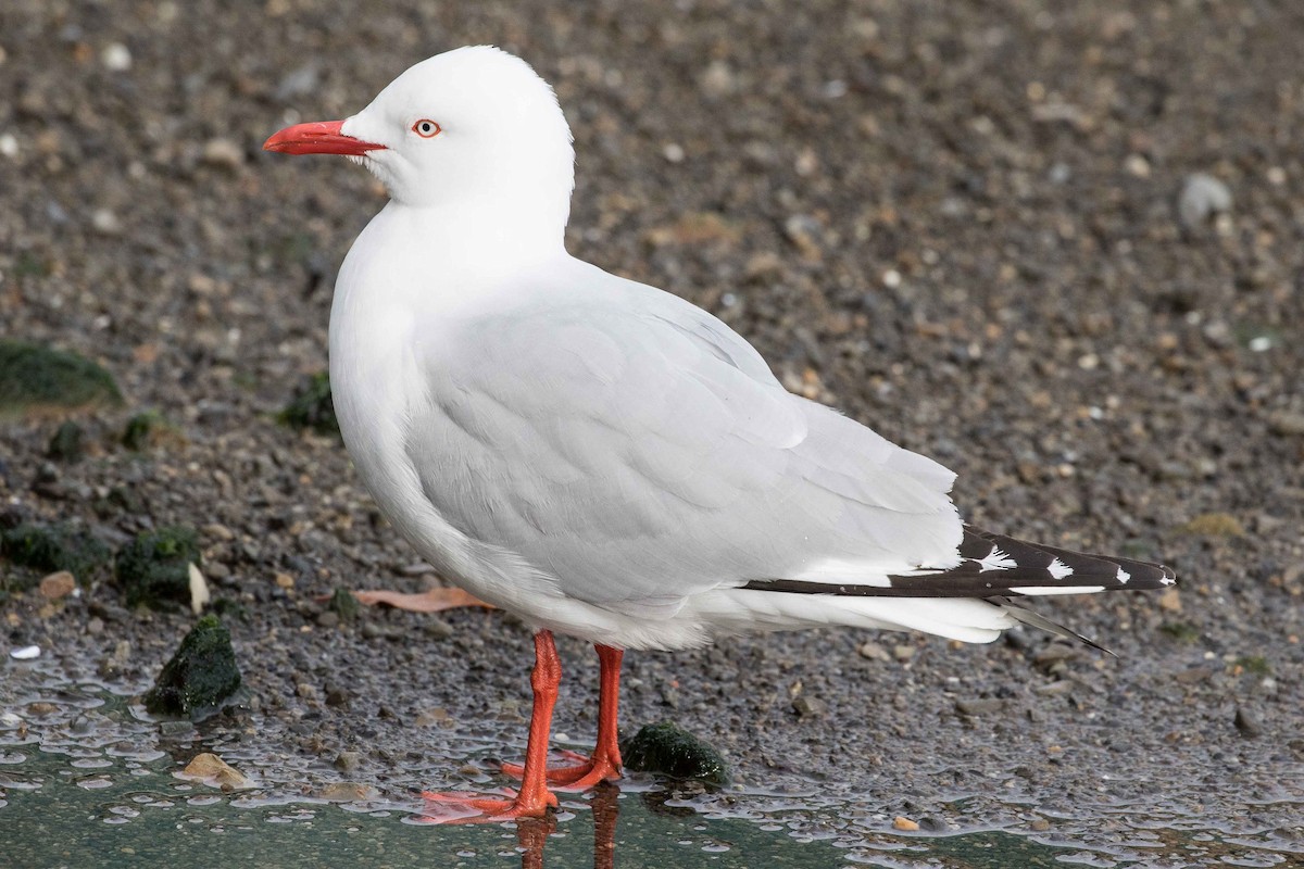 Silver Gull (Red-billed) - Eric VanderWerf