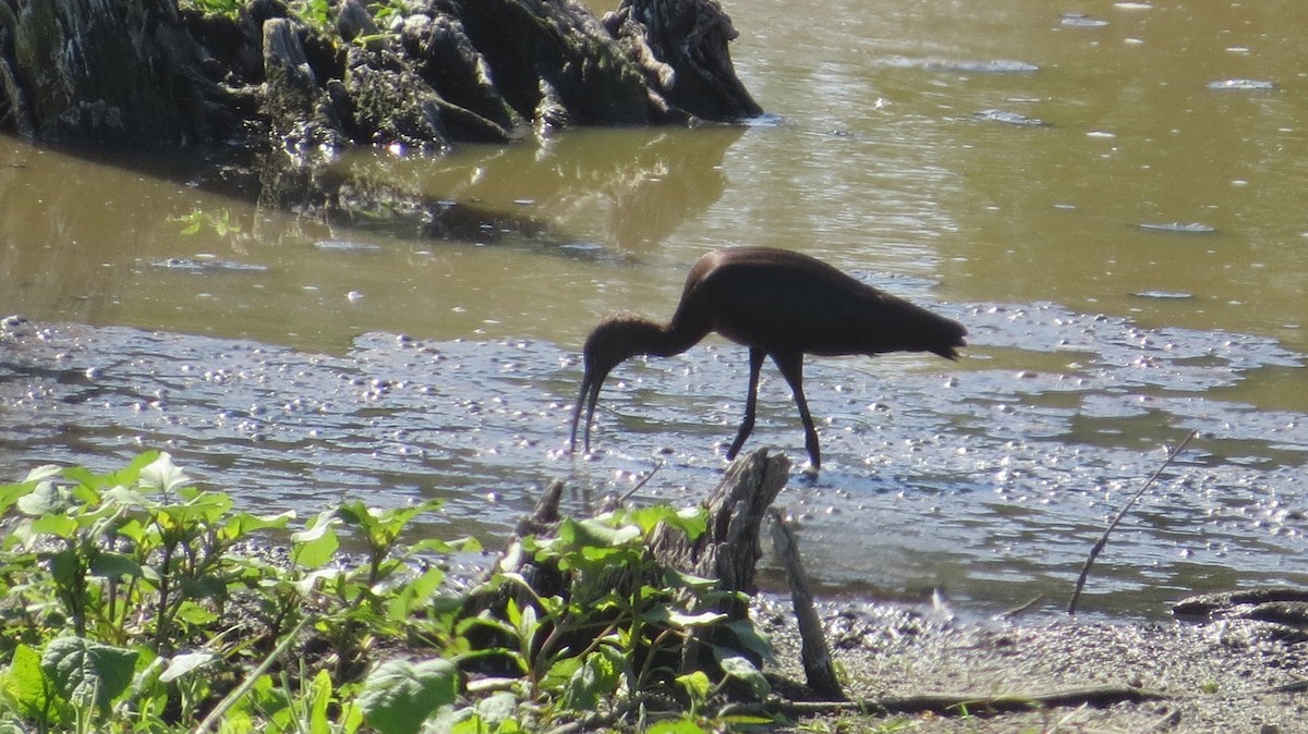Glossy Ibis - Group account  for eBirding in Serbia