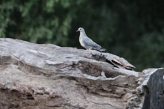 Eurasian Collared-Dove, ML179300591
