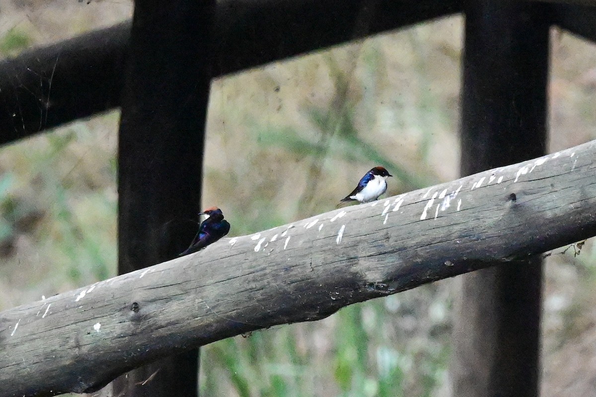 Wire-tailed Swallow - ML179301591
