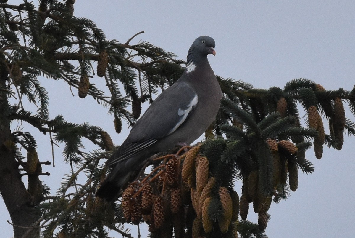 Common Wood-Pigeon - ML179303411