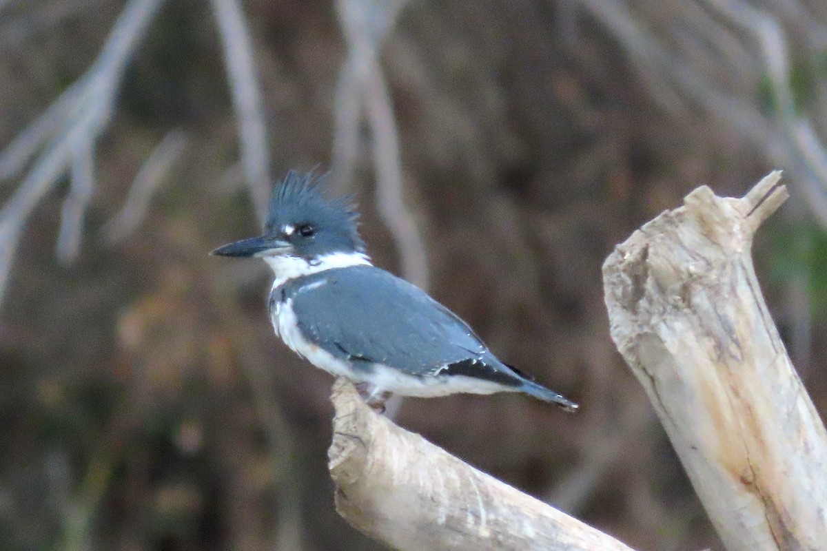 Belted Kingfisher - ML179306761