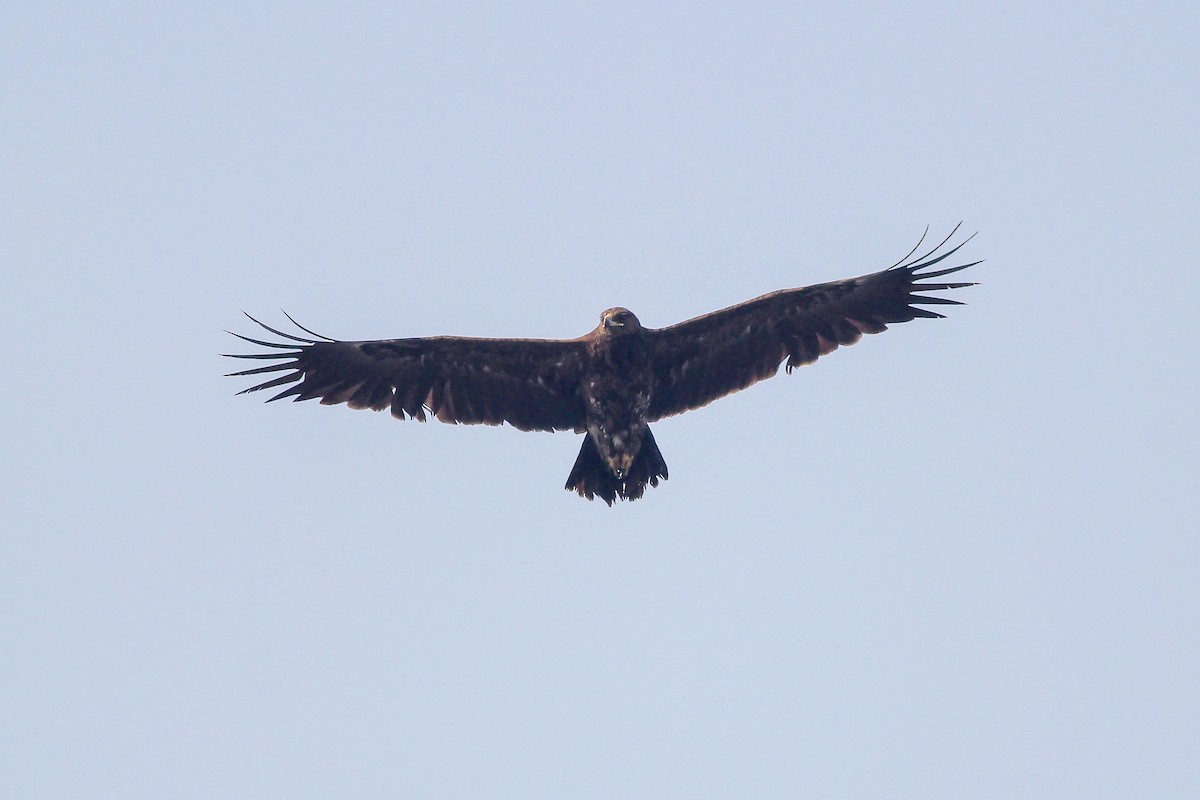 Greater Spotted Eagle - ML179306911