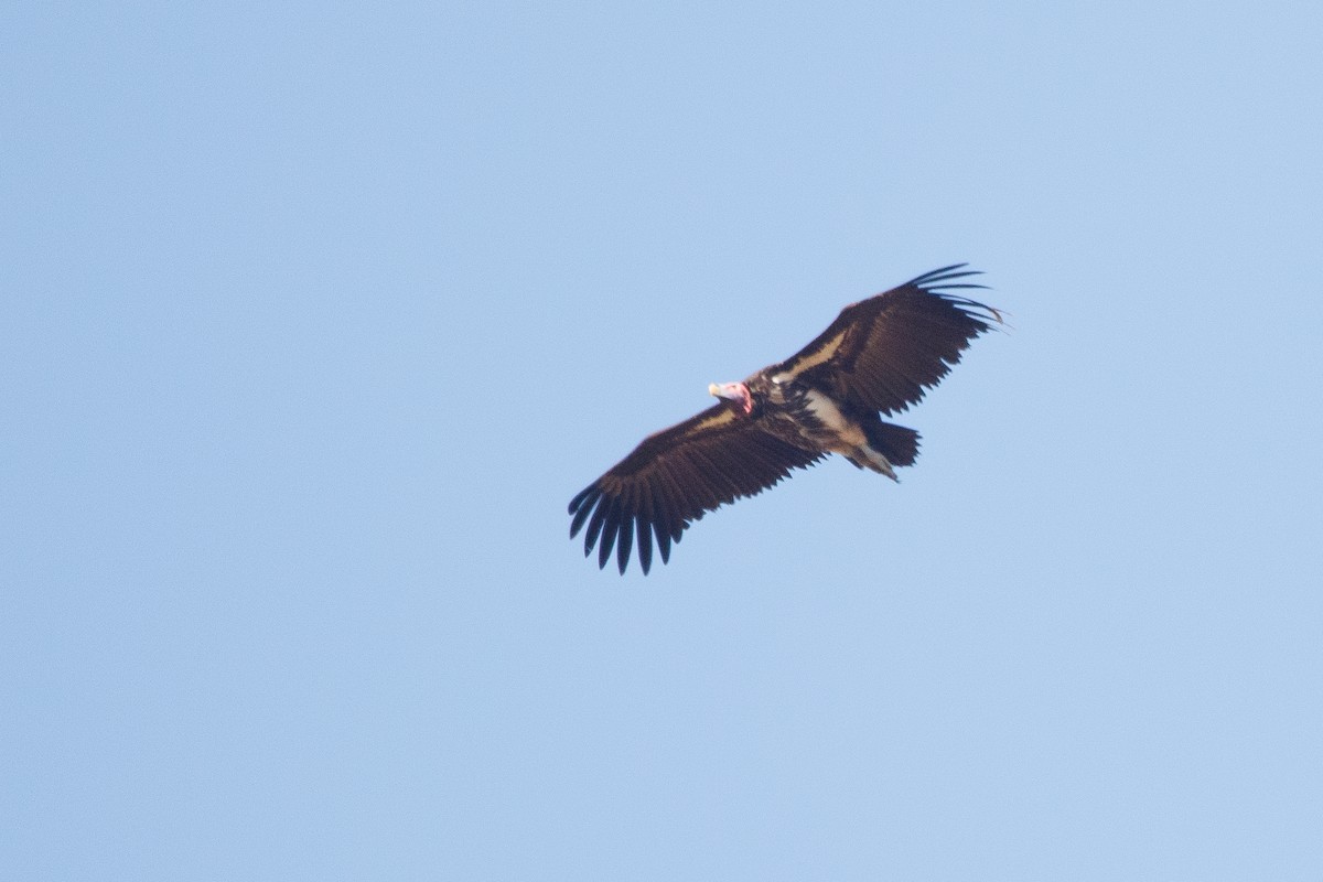 Lappet-faced Vulture - ML179308491