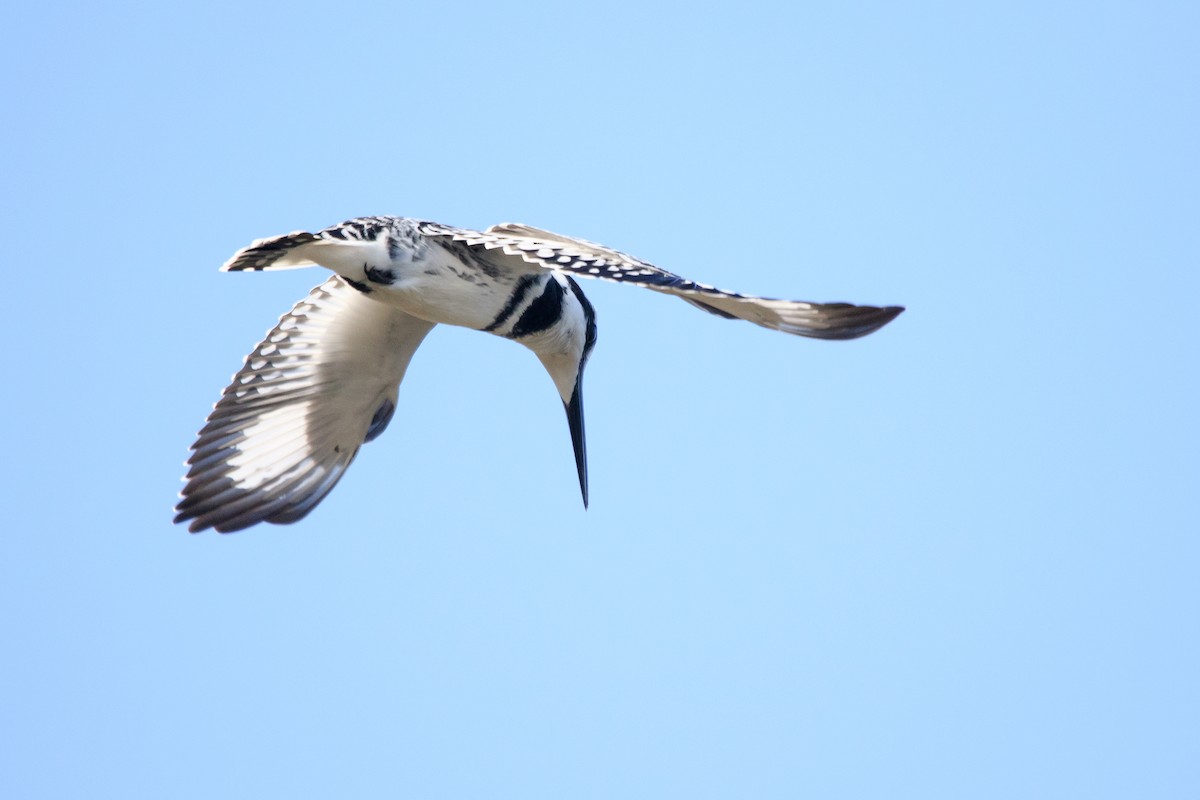 Pied Kingfisher - Alistair Walsh