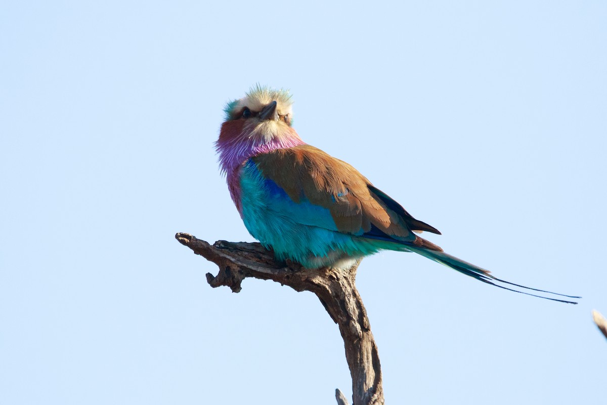 Lilac-breasted Roller - Alistair Walsh
