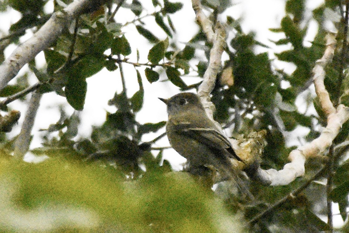 Western Flycatcher (Pacific-slope) - Max Brodie