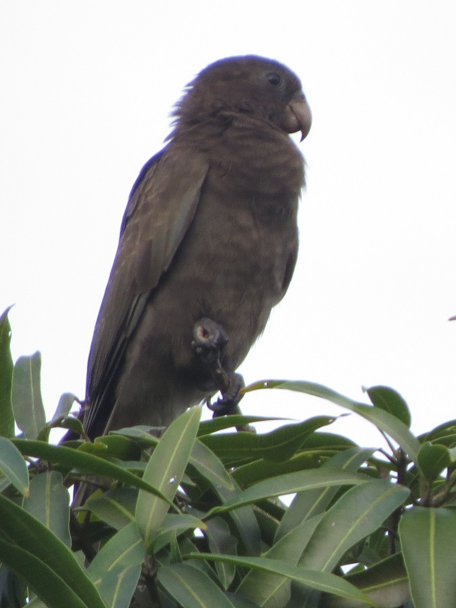 Seychelles Parrot - Kevin Seymour