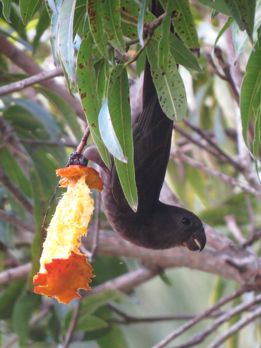 Seychelles Parrot - ML179312291