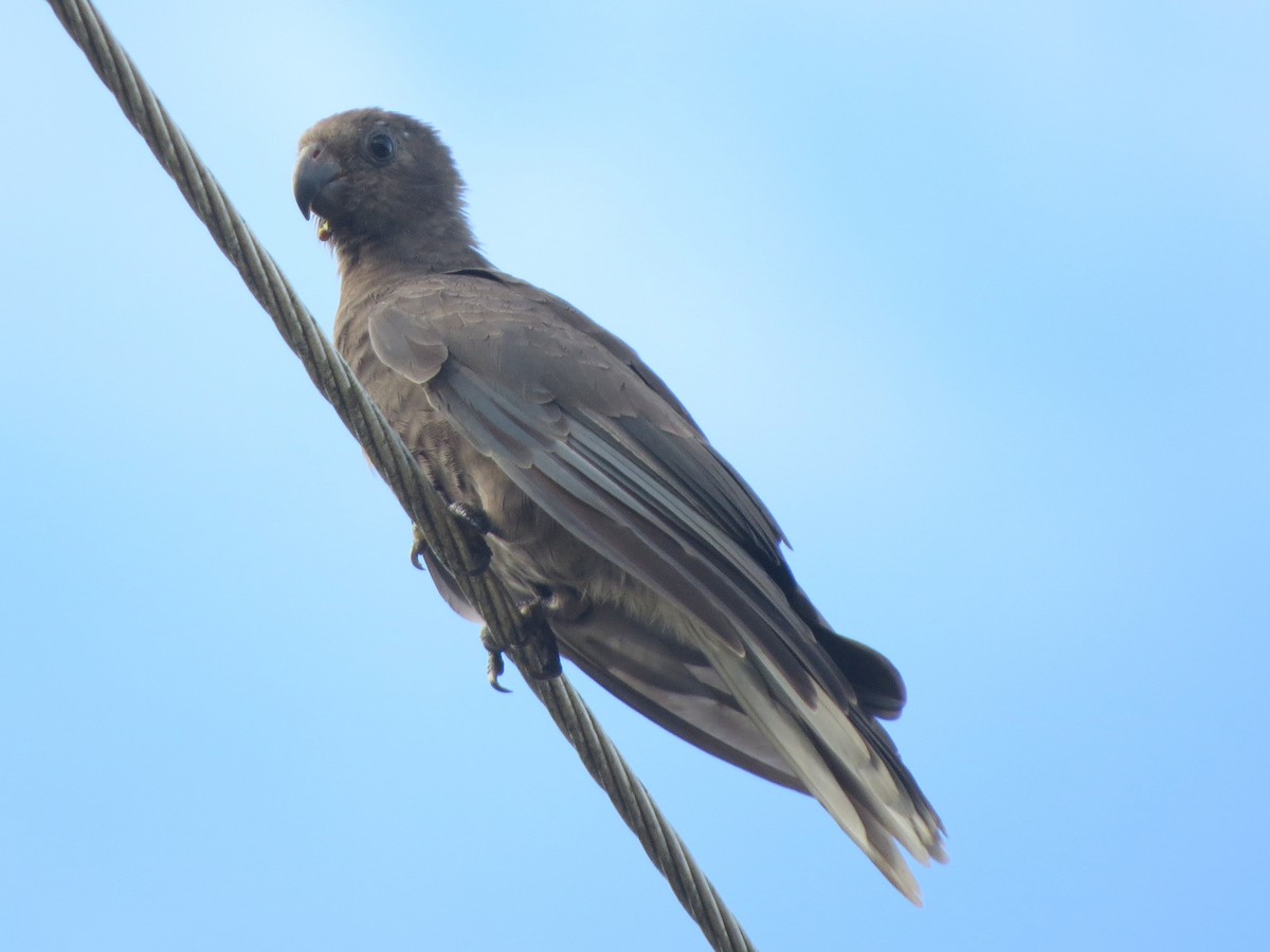 Seychelles Parrot - ML179312371