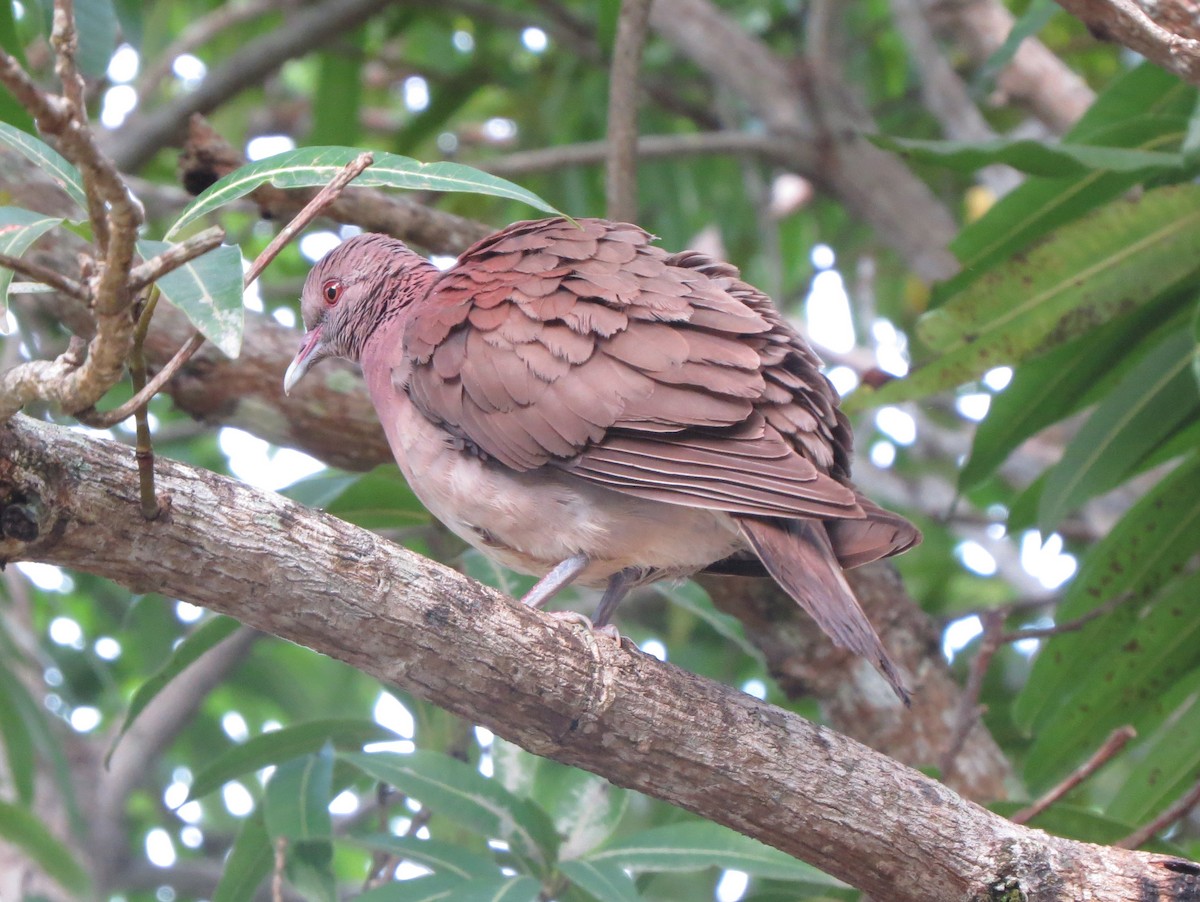 Malagasy Turtle-Dove - Kevin Seymour