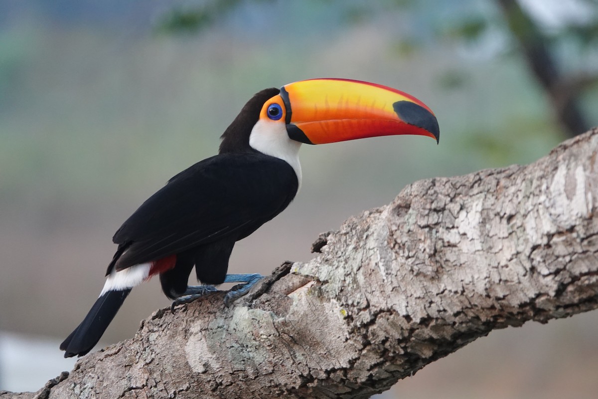 Toco Toucan - ML179314061