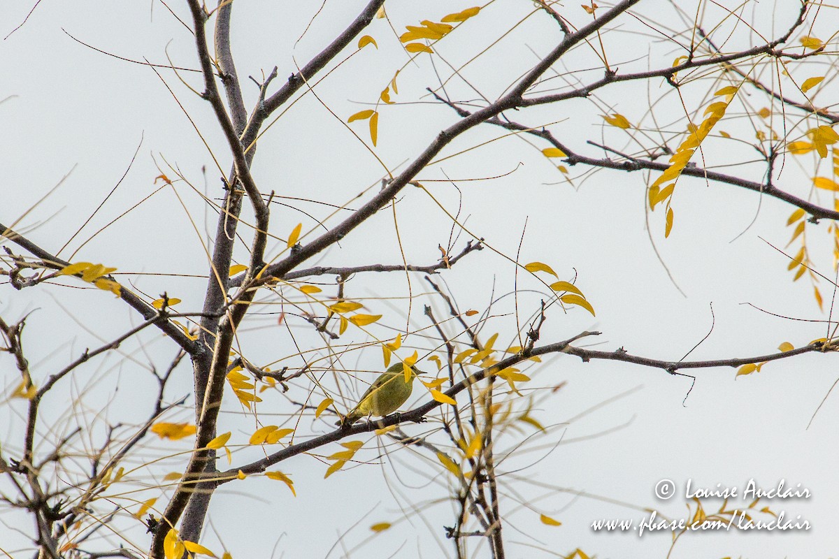 Orange-crowned Warbler - Louise Auclair