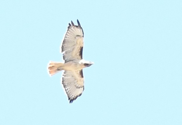 Red-tailed Hawk - ML179320761