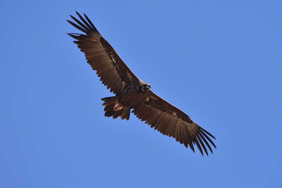 Cinereous Vulture - ML179322391