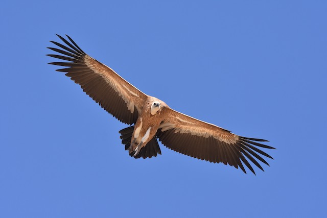 Ventral view (subspecies <em class="SciName notranslate">fulvus</em>). - Eurasian Griffon - 