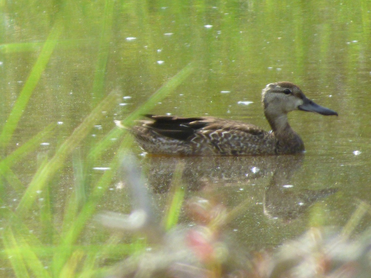 Blue-winged Teal - ML179326631