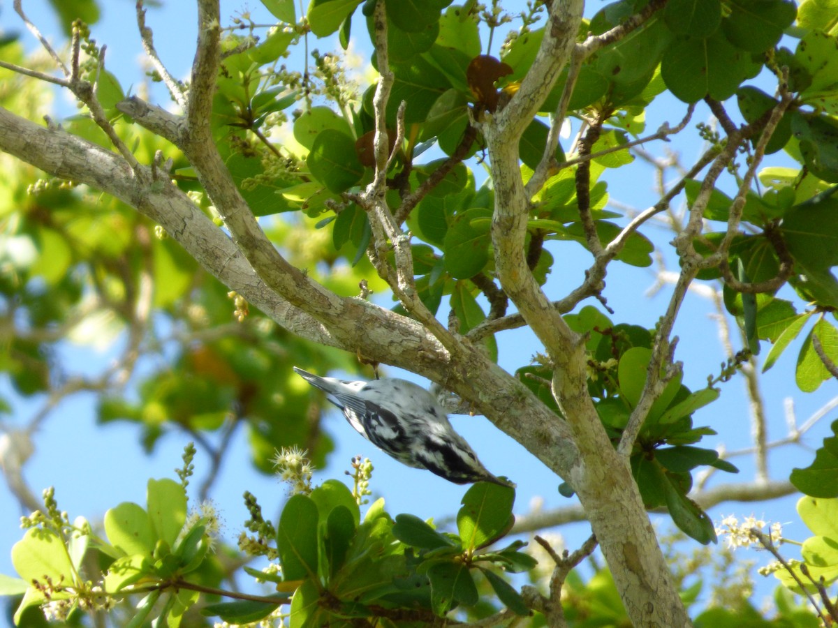 Black-and-white Warbler - ML179328551