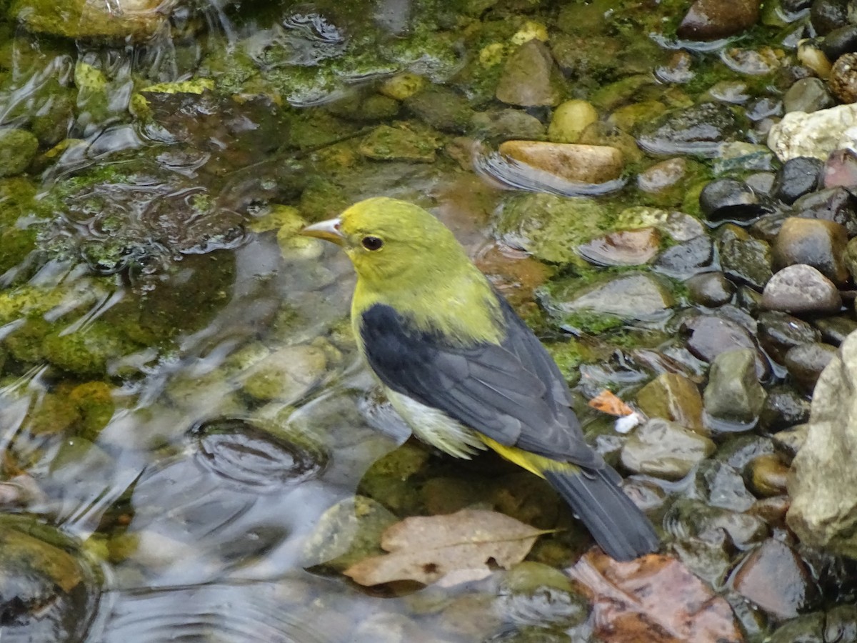 Scarlet Tanager - ML179328911