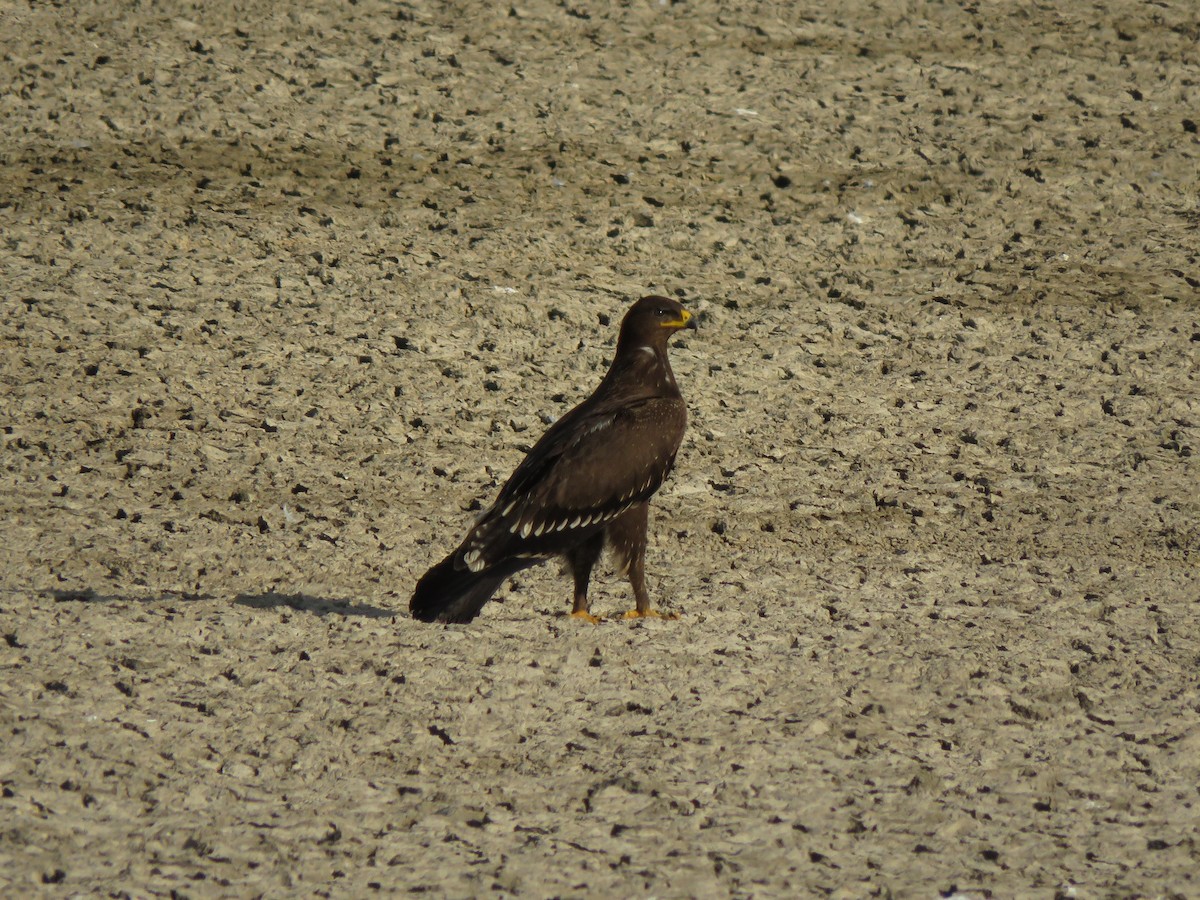 Lesser Spotted Eagle - Daniel Melamed