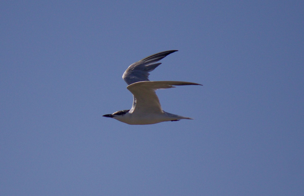 Gull-billed Tern - ML179333281