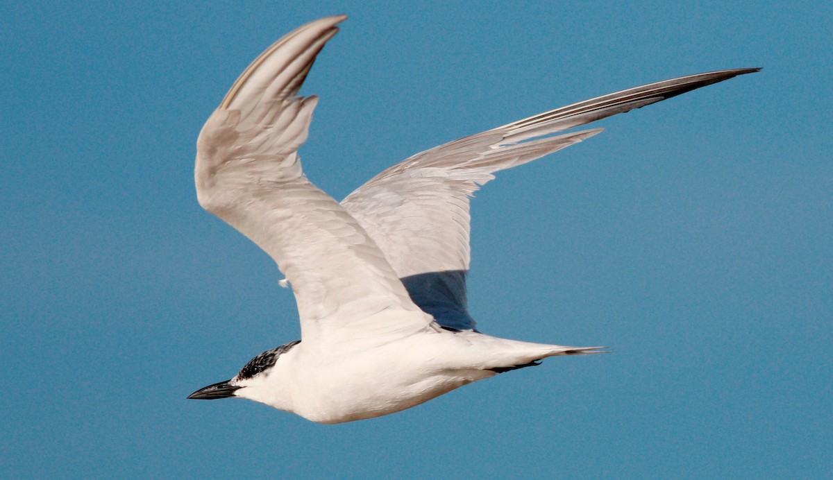 Gull-billed Tern - Gary Jarvis