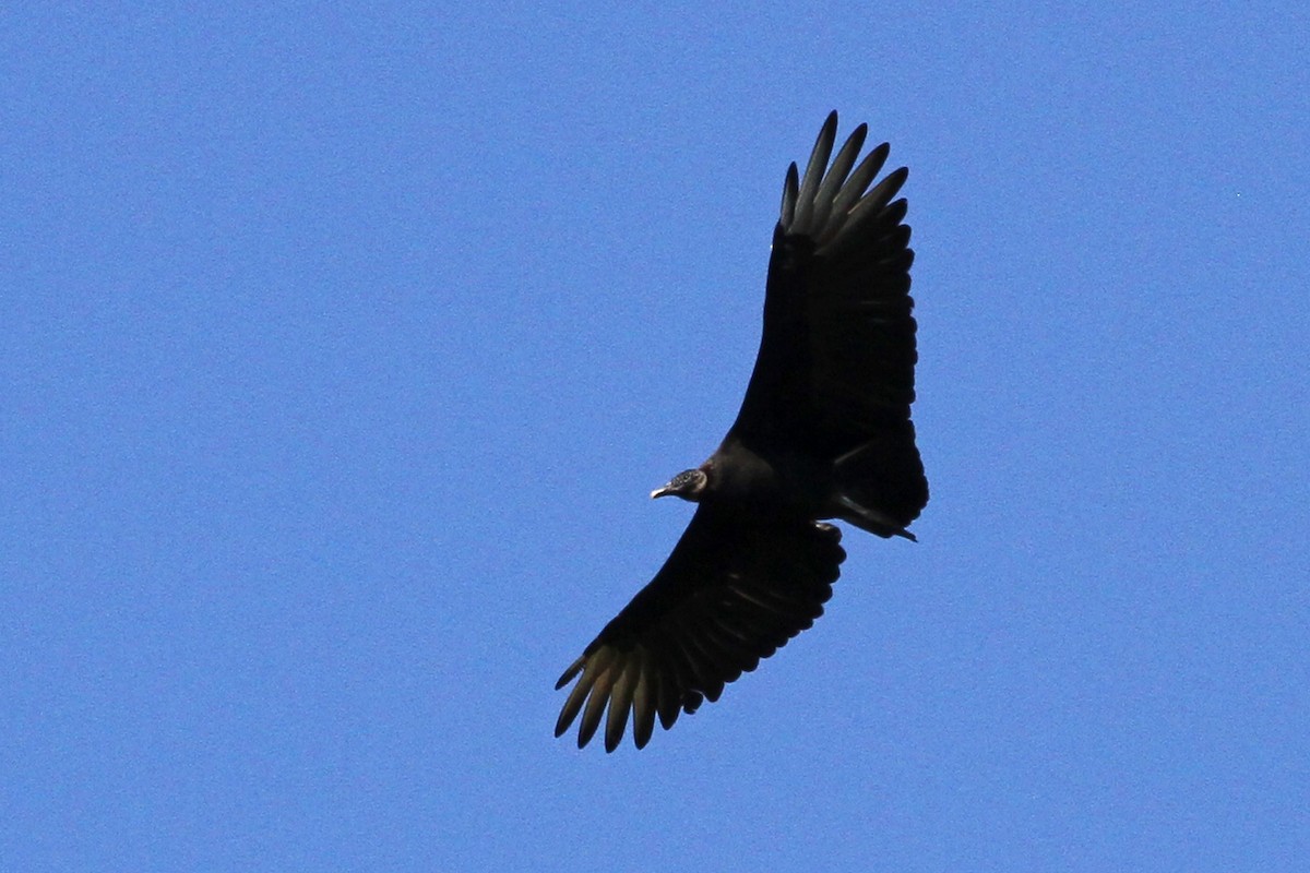 Black Vulture - ML179334641
