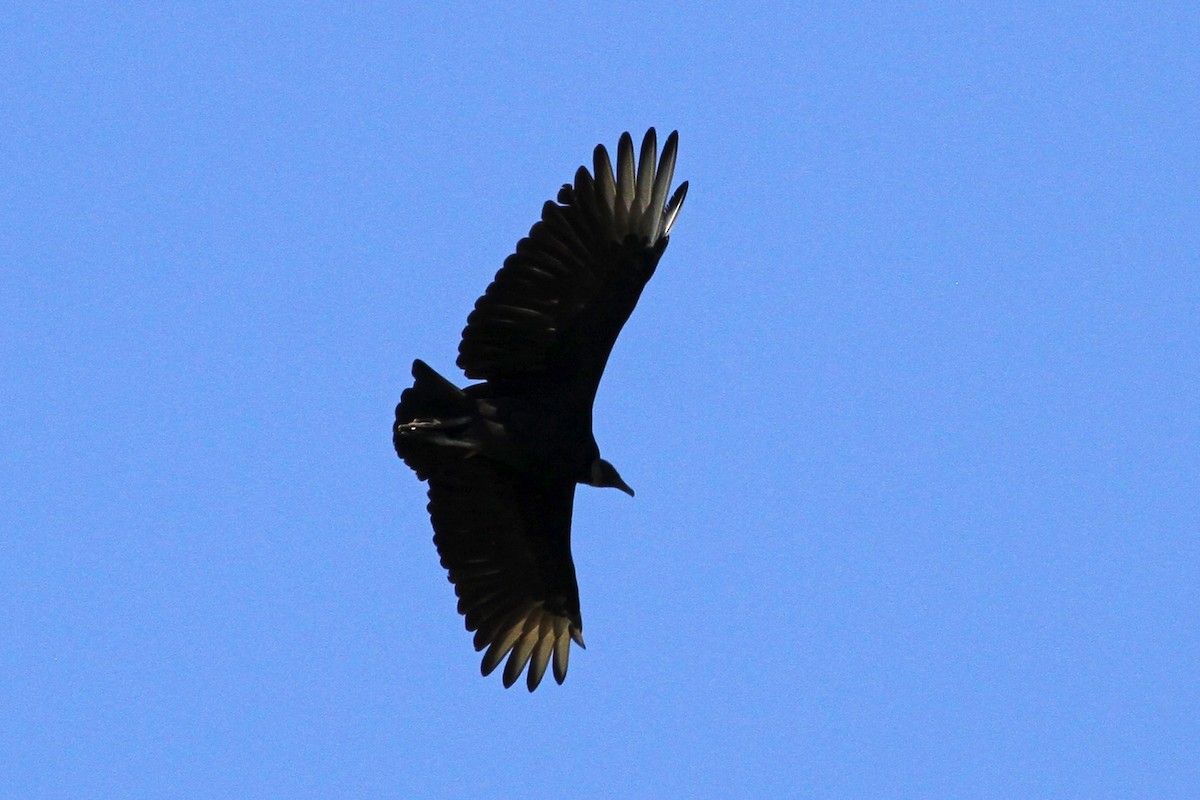 Black Vulture - ML179334651