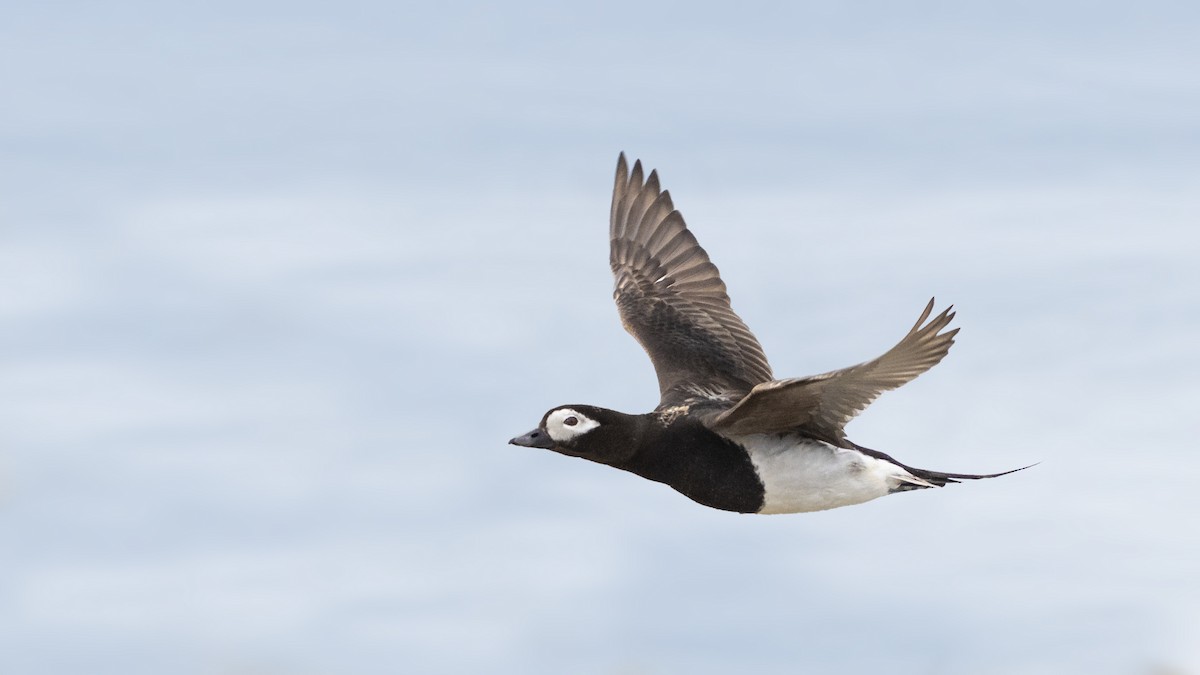 Long-tailed Duck - Bryan Calk