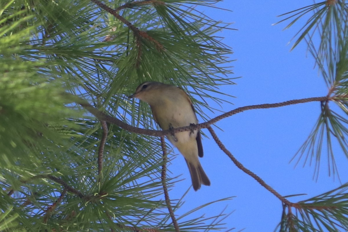 Warbling Vireo - Andrew Core