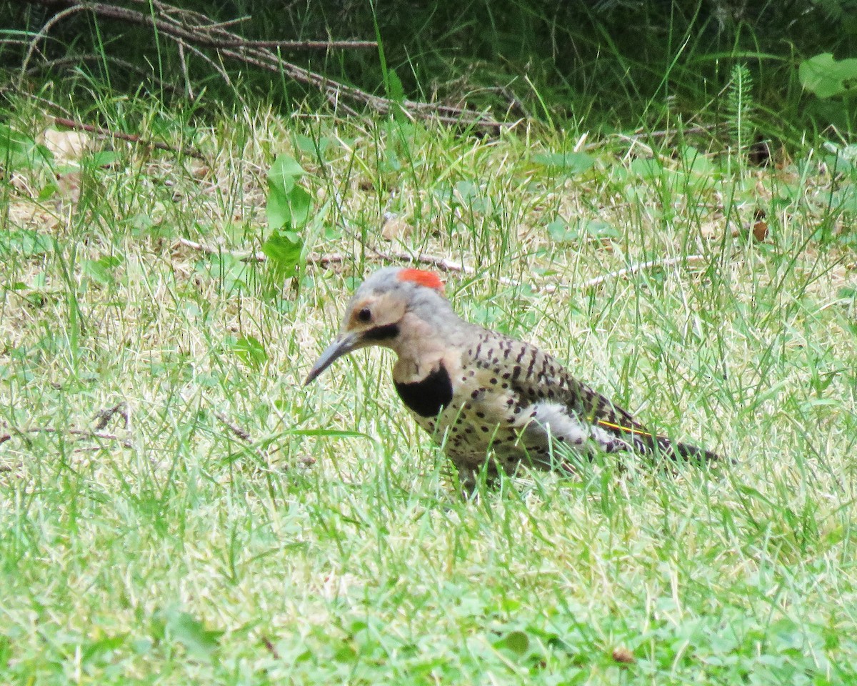 Northern Flicker (Yellow-shafted) - Linda Curtis