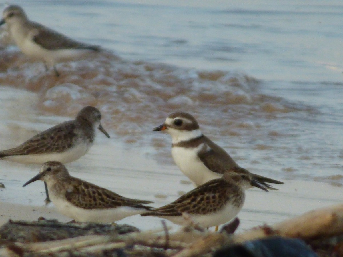 Semipalmated Plover - ML179338691