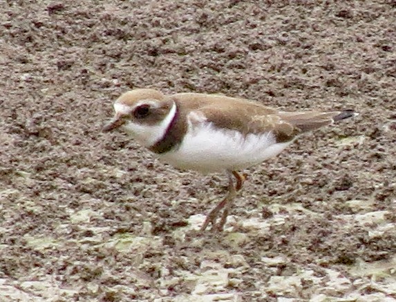 Semipalmated Plover - ML179338731