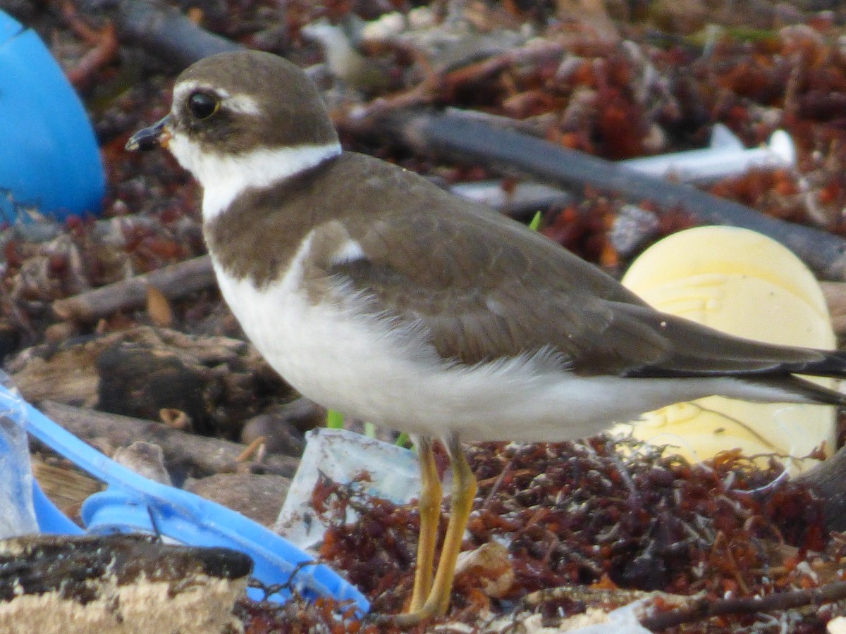 Semipalmated Plover - ML179340081