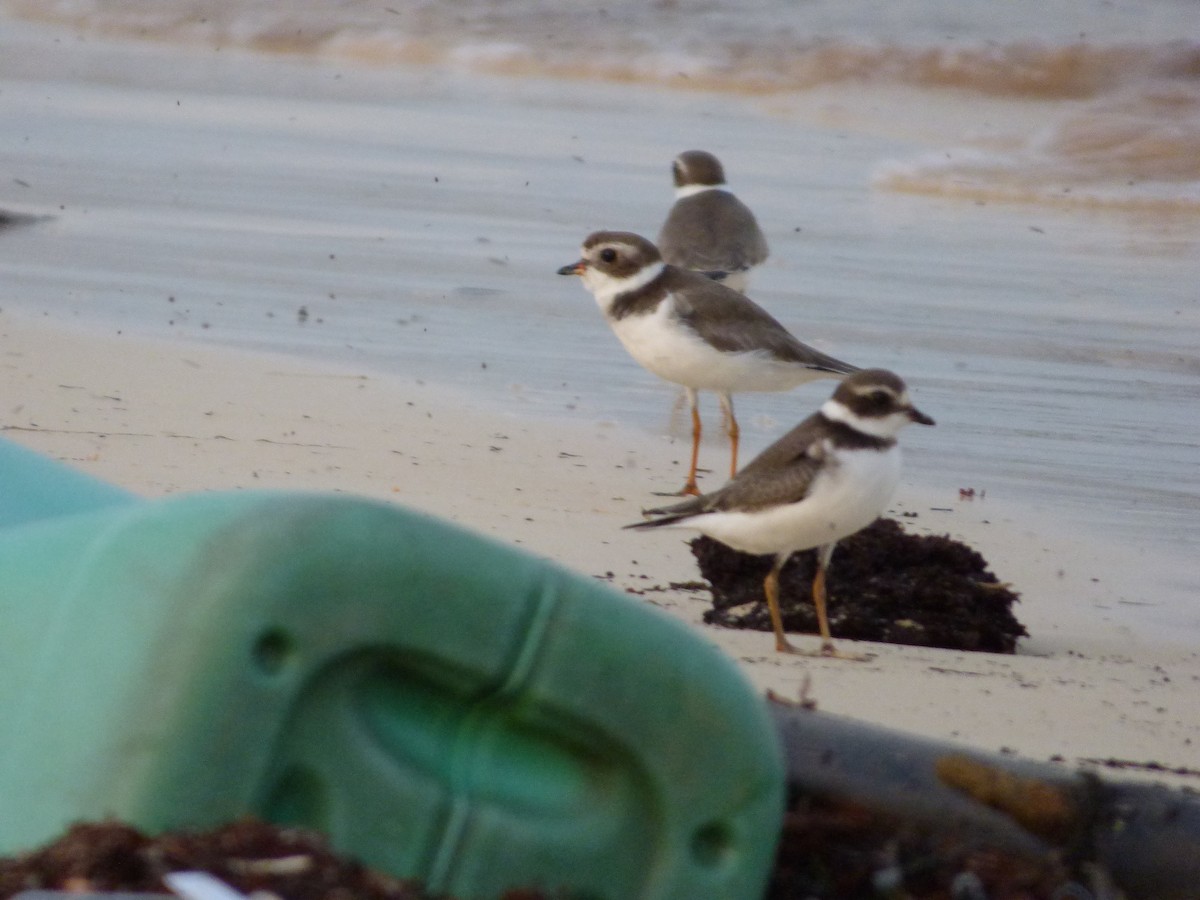 Semipalmated Plover - ML179341391