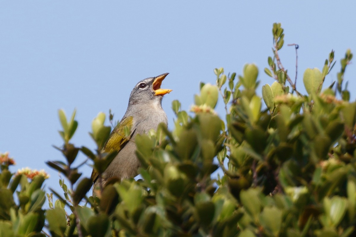 Pale-throated Pampa-Finch - ML179349911