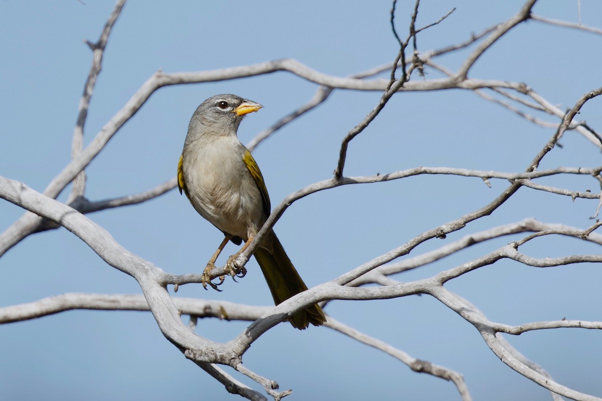 Pale-throated Pampa-Finch - ML179349921