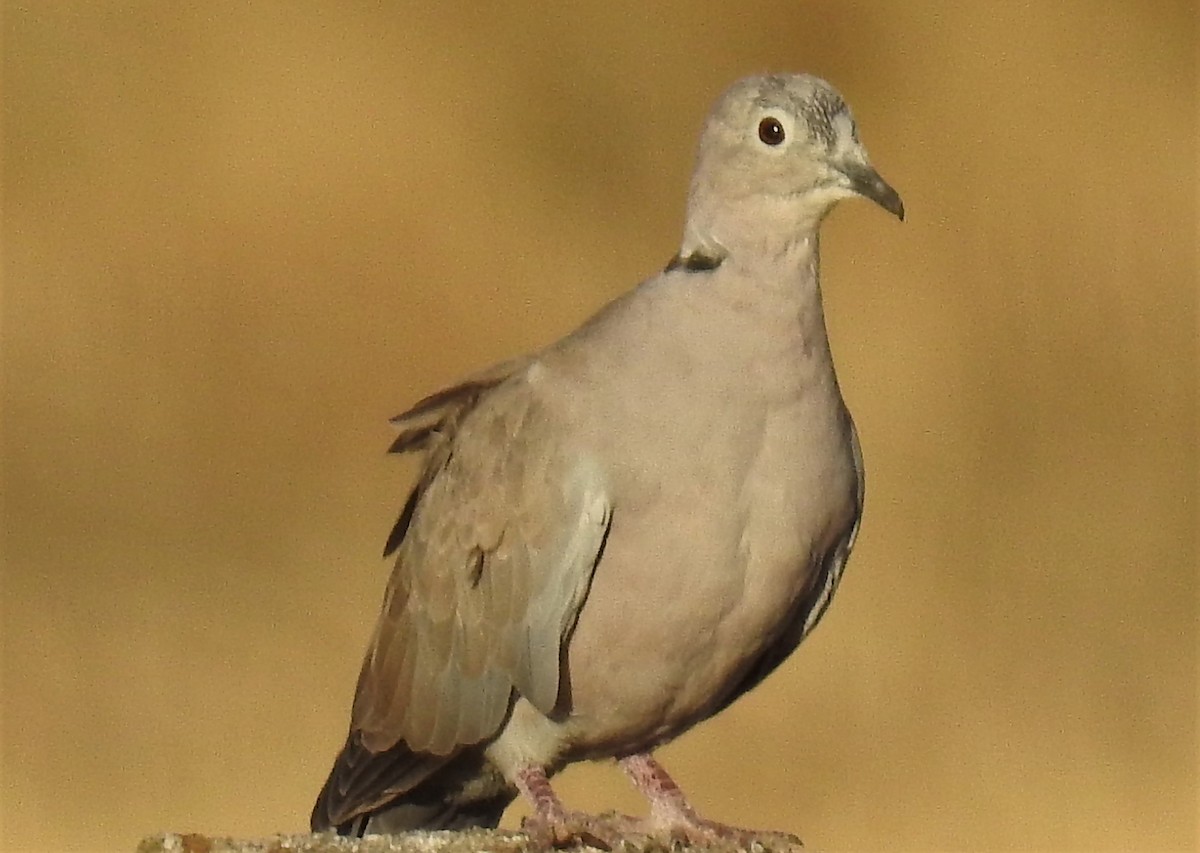 Eurasian Collared-Dove - ML179351101