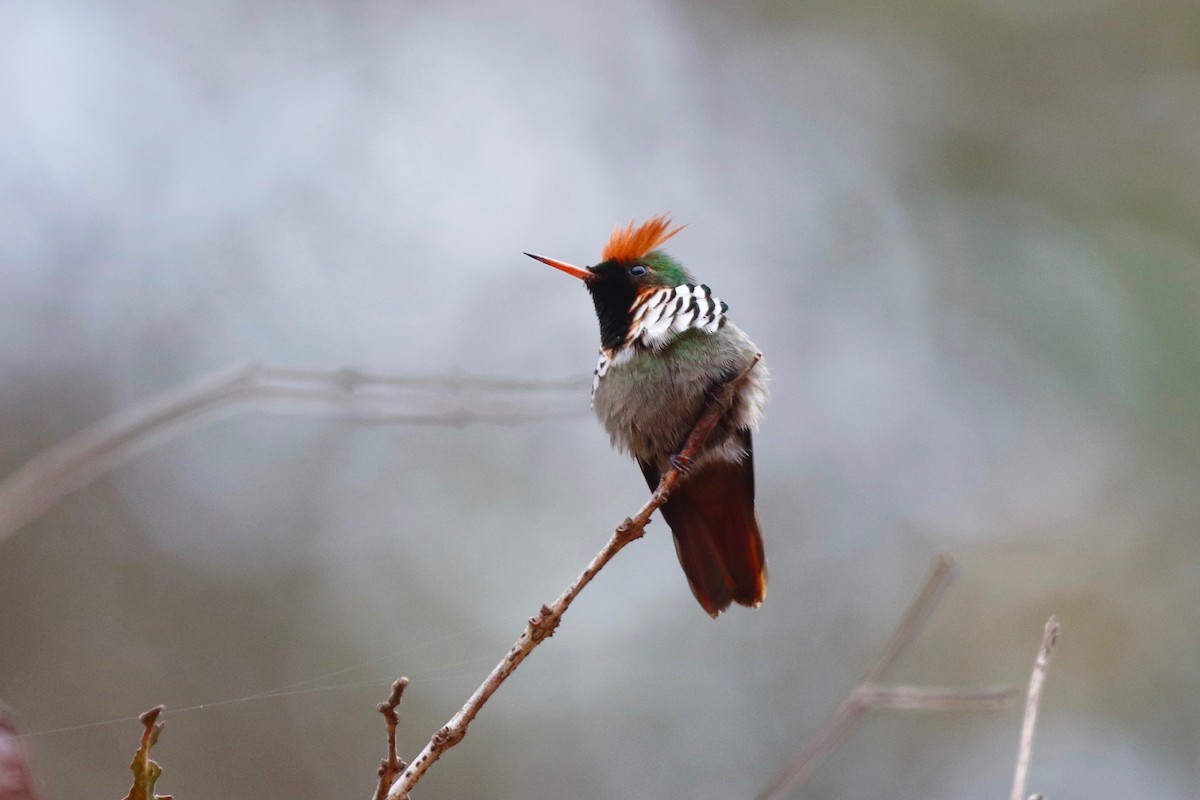 Frilled Coquette - ML179351691