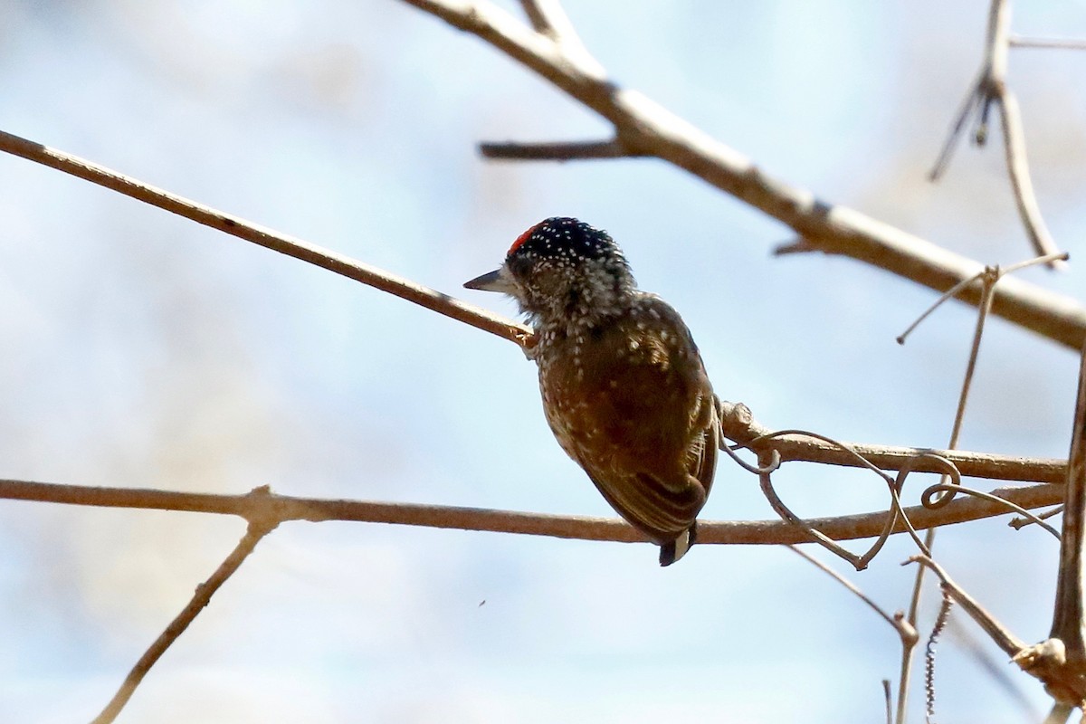 Spotted Piculet - Timo Mitzen