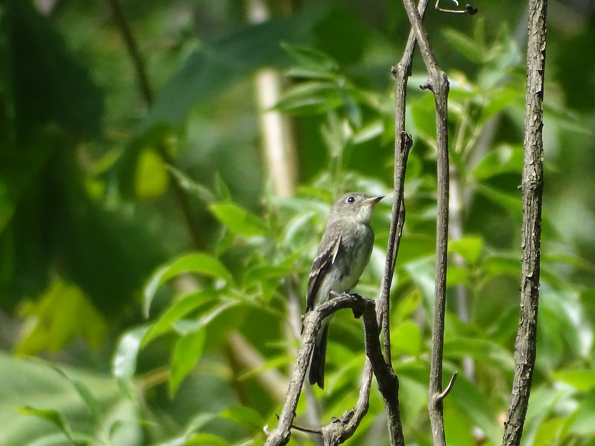 Eastern Wood-Pewee - Amy Simmons