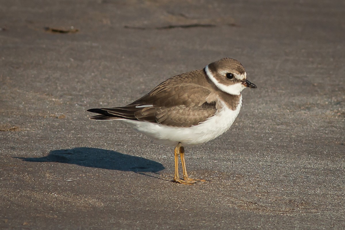 Semipalmated Plover - Terry Boswell