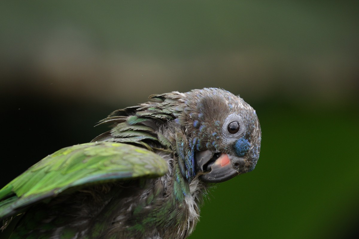 Blue-headed Parrot - Cathy Bleier