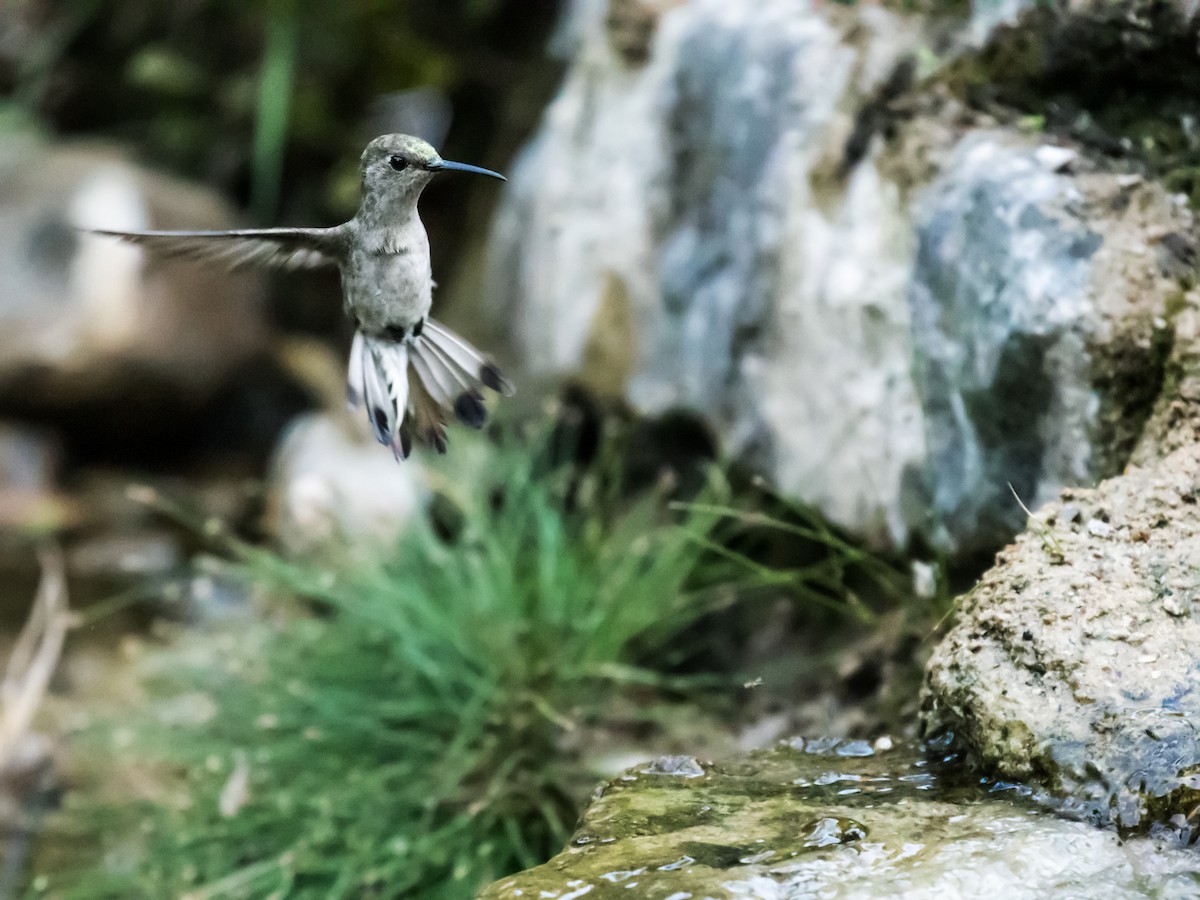 Tumbes Hummingbird - Nick Athanas