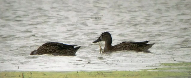 Blue-winged Teal - ML179367181