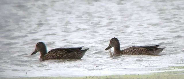 Blue-winged Teal - ML179367191